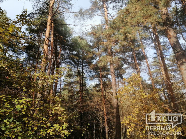 Навіщо в Україні хочуть посадити 1 мільярд дерев