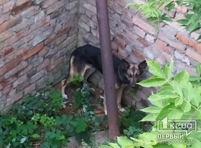 Бійці ДСНС у Кривому Розі витягли собаку з ями