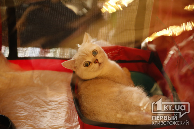 У Кривому Розі відкрилася виставка котів: встигніть долучитися
