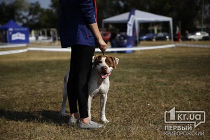 В Кривом Роге состоялась международная выставка собак