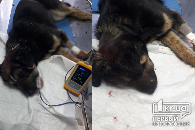 Хозяин жестоко избил собаку, животное спасли волонтеры