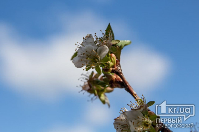 Погода в Кривом Роге 22 мая