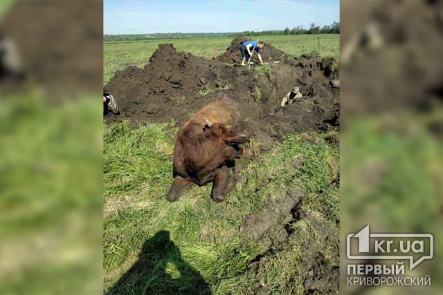 В Широком пожарные достали 200-килограммового быка из колодца
