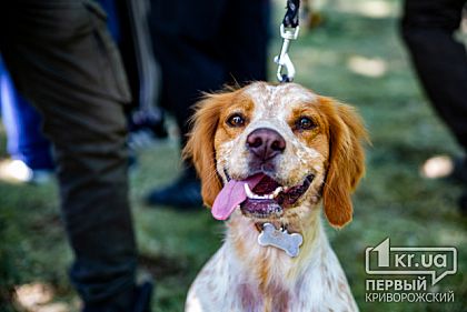 Выставка охотничьих собак в Кривом Роге