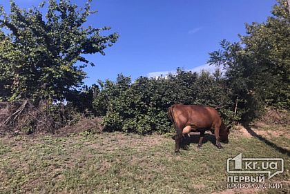 Пожарные спасли теленка, провалившегося в колодец