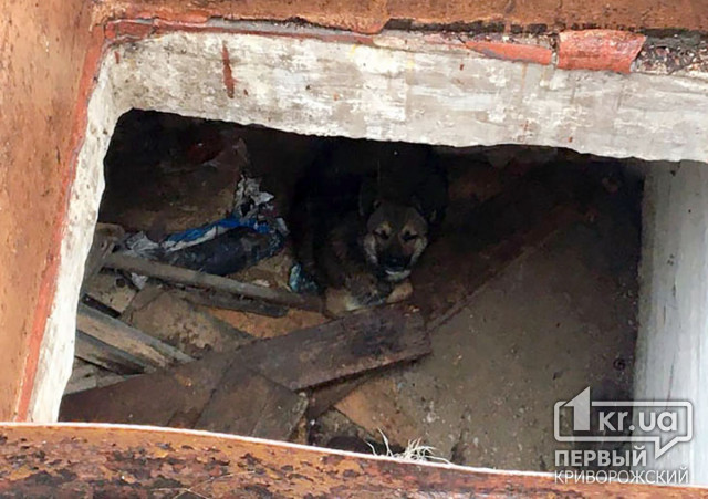 В Кривом Роге пожарные помогли псу выбраться из заброшенного погреба
