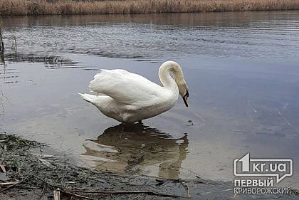 Криворожане спасли лебедя, запутавшегося в целлофане