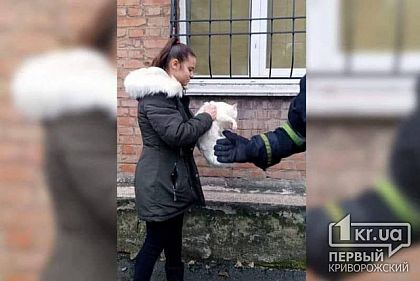 Пожарные спасли кота, пару суток просидевшего на дереве