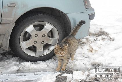 Более 16 миллионов гривен чиновники хотят потратить на прокат транспорта