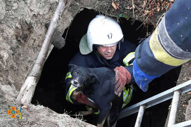 Рятувальники у Кривому Розі дістали з ями собаку з цуценятами