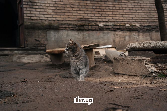 вулична кішка кривий ріг