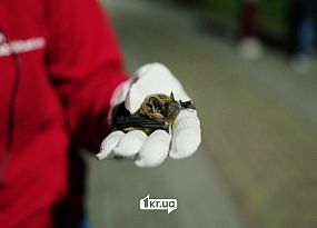 11 апреля в Кривом Роге выпустили летучих мышей после зимней реабилитации