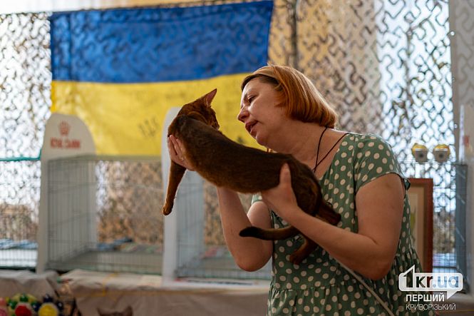 Виставка котів власниця нагородження показ 