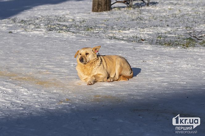 уличная собака снег зима