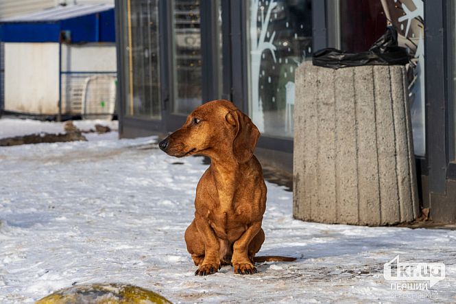 уличная собака снег зима