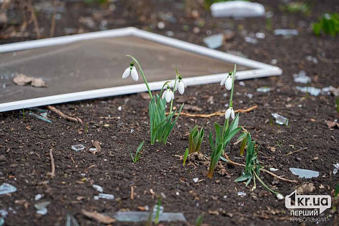 весняні квіти серед уламків скла