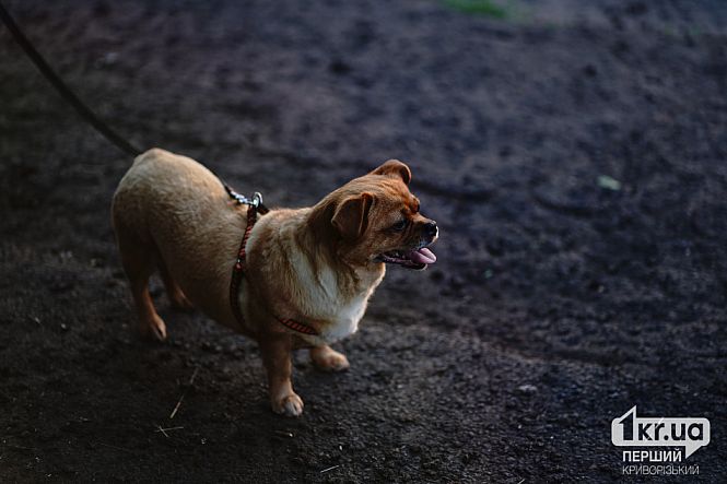 домашние животные на месте шахедного удара