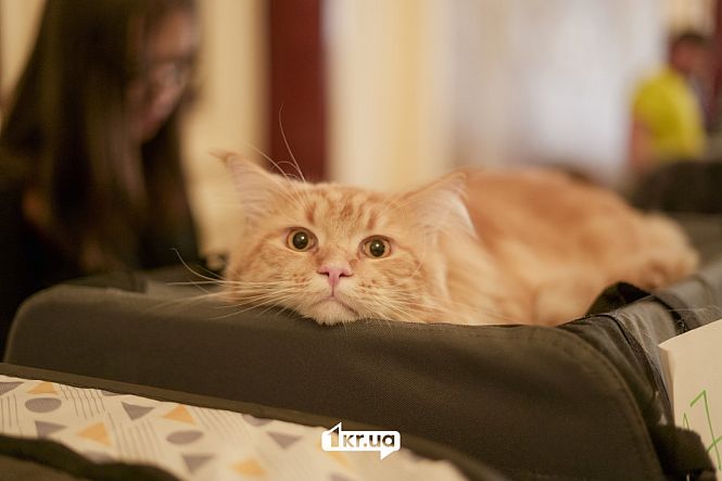 выставка кошек кривой рог