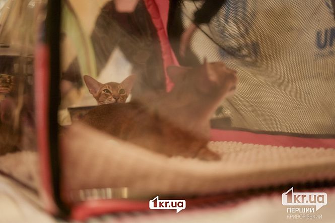 выставка кошек кривой рог