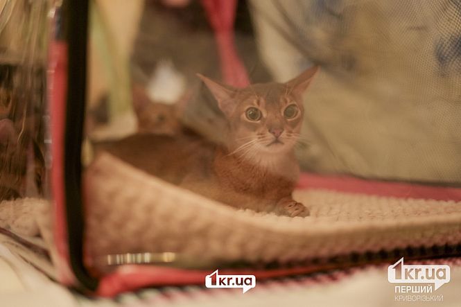 выставка кошек пк мистецкий