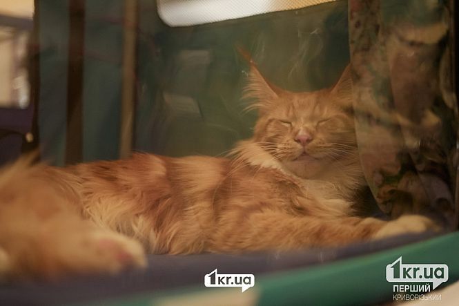 выставка кошек кривой рог