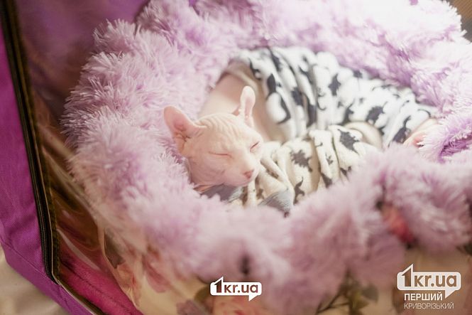 выставка кошек кривой рог