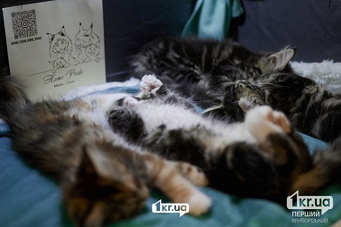 выставка кошек пк мистецкий