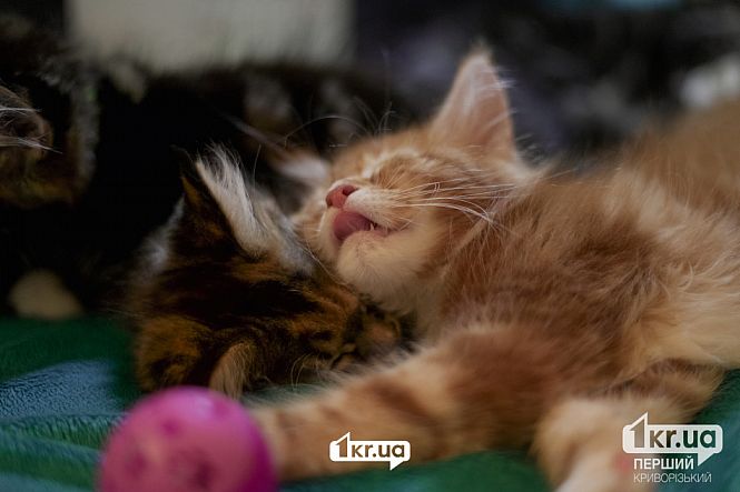 выставка кошек кривой рог