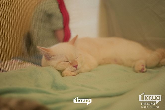 выставка кошек пк мистецкий