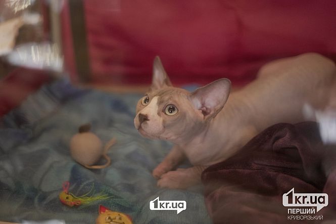 выставка кошек пк мистецкий