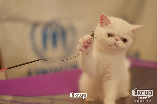 выставка кошек пк мистецкий