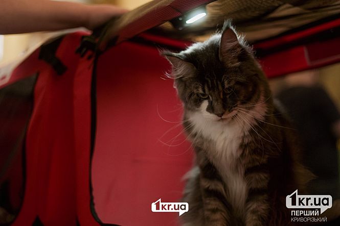 выставка кошек пк мистецкий