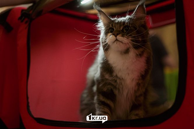 выставка кошек кривой рог