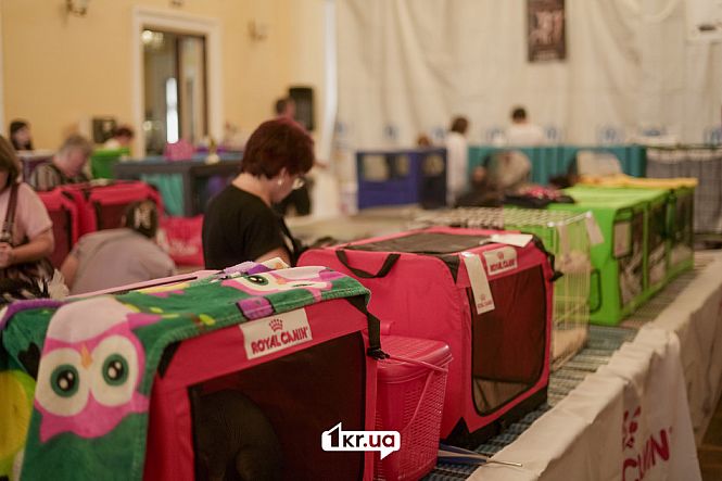 выставка кошек кривой рог