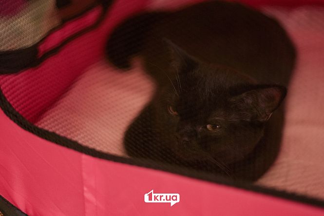 выставка кошек пк мистецкий