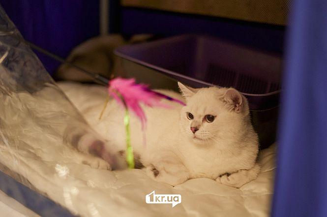 выставка кошек кривой рог