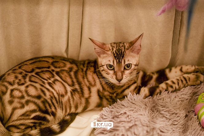 выставка кошек пк мистецкий