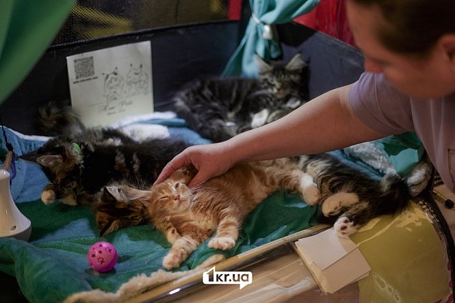 выставка кошек пк мистецкий