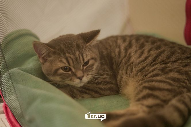 выставка кошек кривой рог