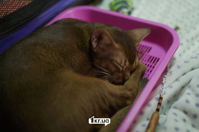 выставка кошек кривой рог