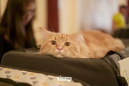 В Кривом Роге продолжается выставка кошек