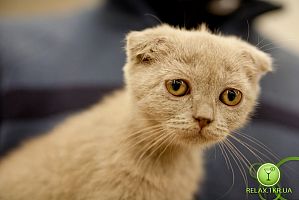 Выставка кошек