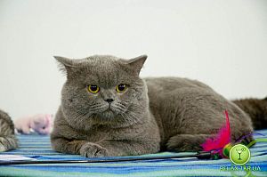Выставка кошек