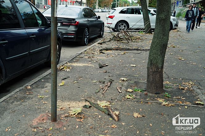 Деревья вдоль тротуара на Университетском проспекте в Кривом Роге