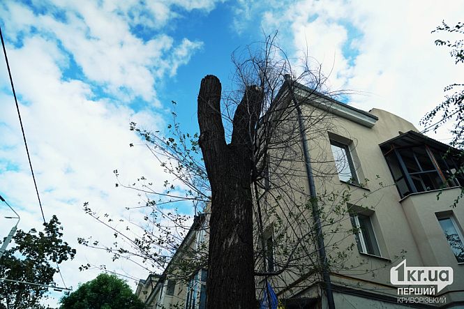 Обрезанное дерево возле жилого дома на Университетском проспекте