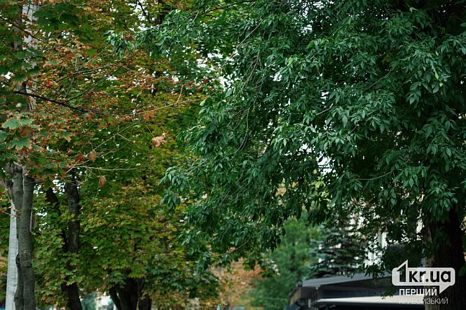 Зеленые деревья вдоль улицы в Кривом Роге осенью