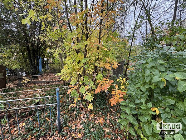 Стан Центрального кладовища Кривого Рогу — могильні огорожі та пам'ятники майже не видно за високими кущами й деревами