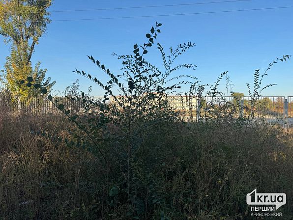 Територія біля гімназії №89 у Кривому Розі заростає деревами та високими бур'янами 