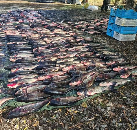 Сотні рибин, виловлених незаконно на Південному водосховищі Криворіжжя, розкладені рядами біля пластикових ящиків