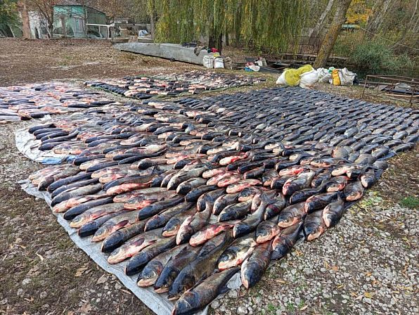 Незаконно виловлена риба розкладена великими рядами на березі Південного водосховища біля села Нова Зоря